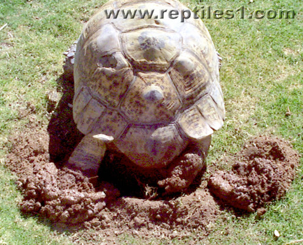 Leopard Tortoise Claw Position When Digging