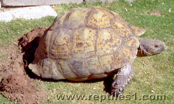 Leopard Tortoise Reaching into Nest Hole