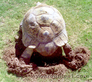 Leopard Tortoise Digging Nest