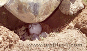 Leopard Tortoise Laying Eggs