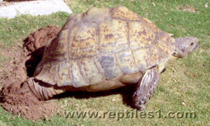 Leopard Tortoise Reaching into Nest Hole